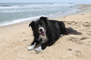 Best Dog Ever.